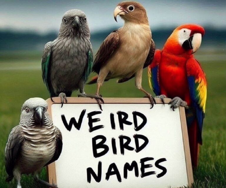 Weird Bird Names