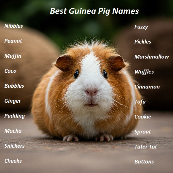 Best Guinea Pig Names