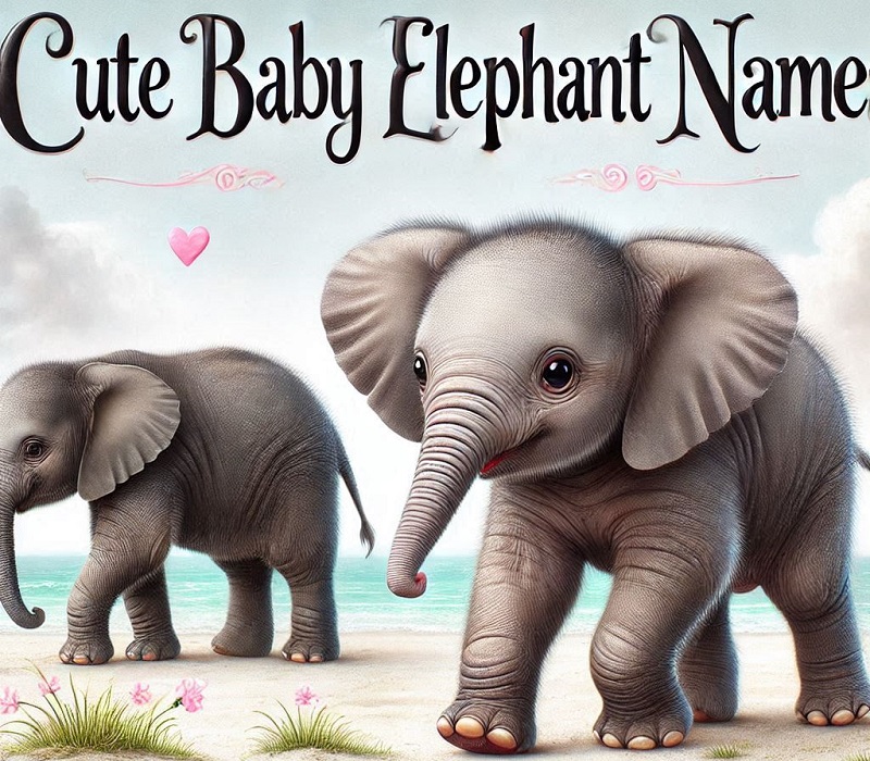 Cute Baby Elephant Names