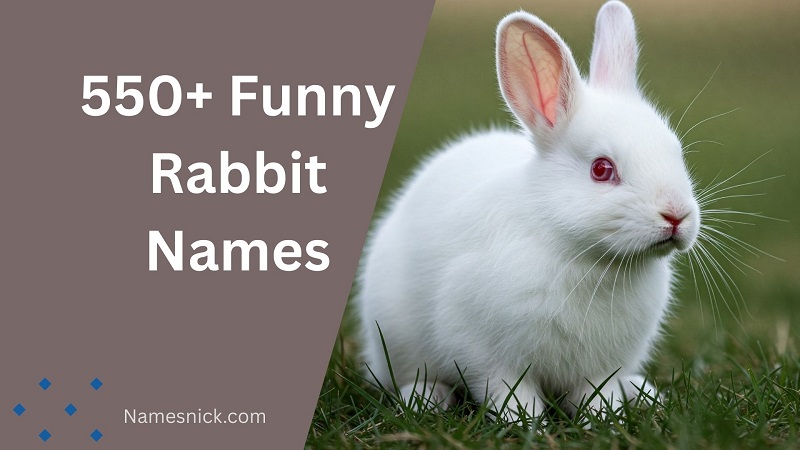 Funny Rabbit Names
