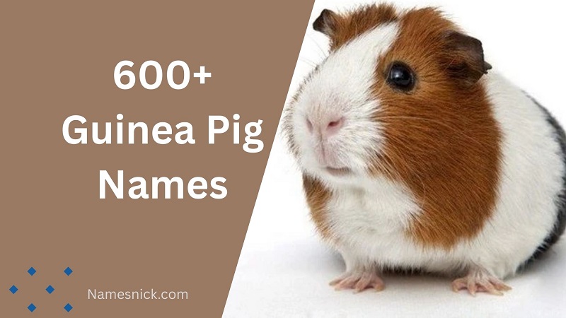 Guinea Pig Names