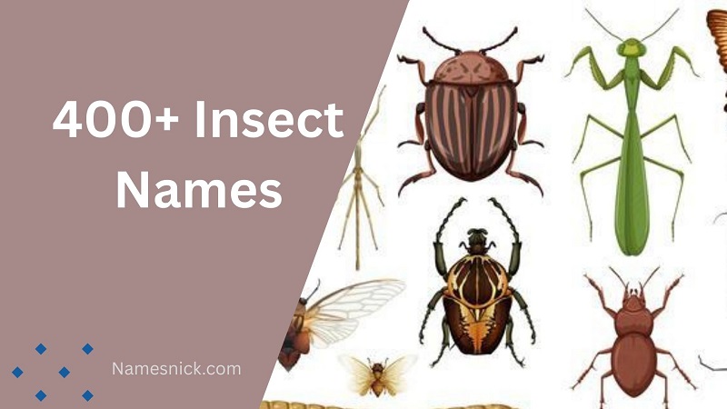 400+ Insect Names