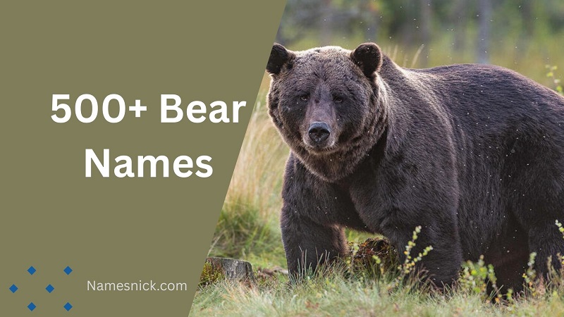 500+ Bear Names