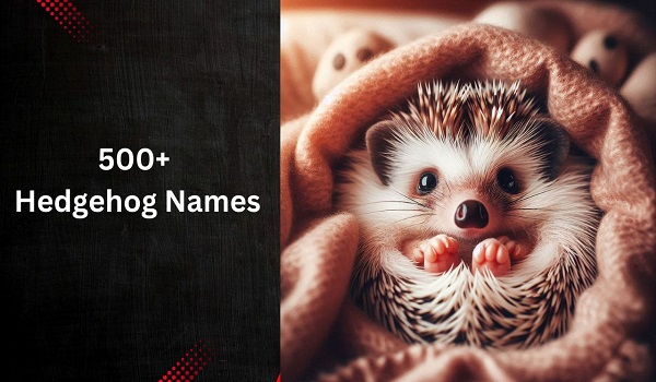 Hedgehog Names