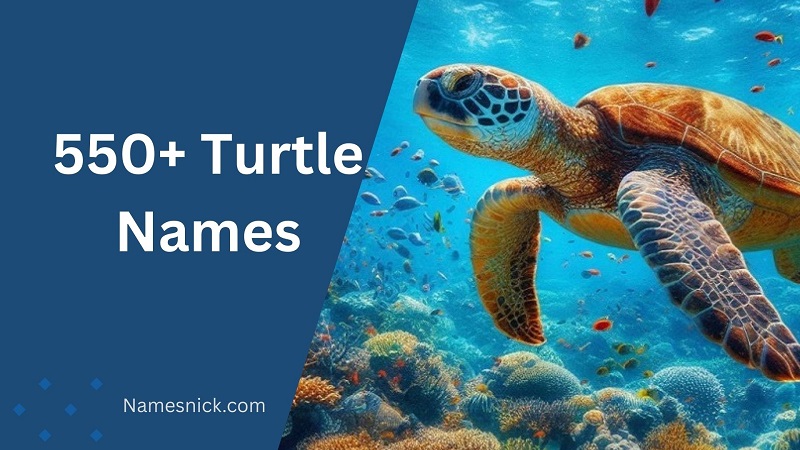 550+ Turtle Names
