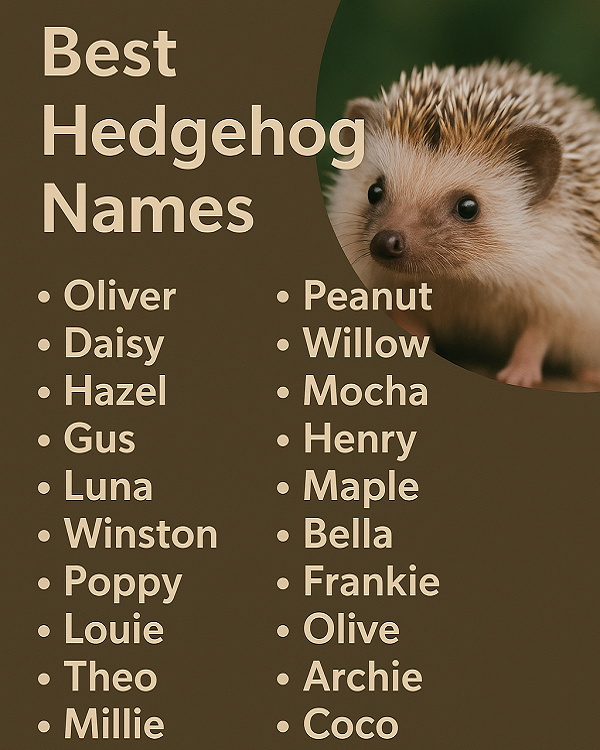 Best Hedgehog Names
