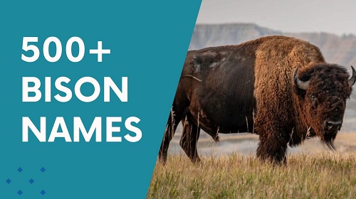 Bison Names