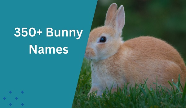 Bunny Names