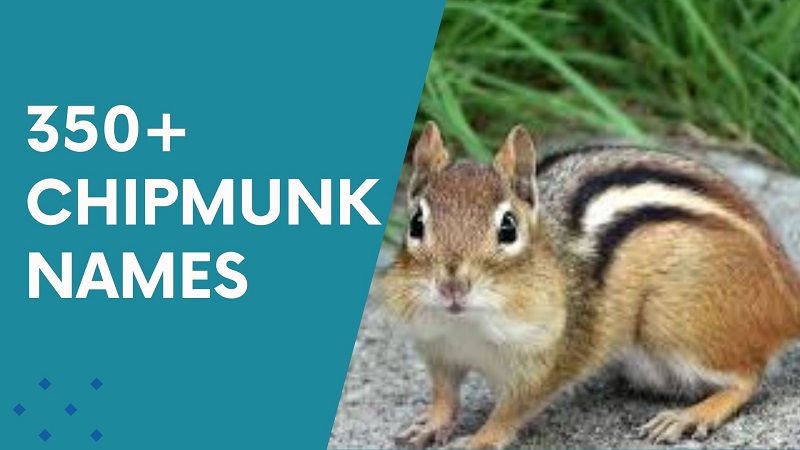 Chipmunk Names