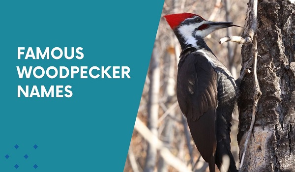 Famous Woodpecker Names