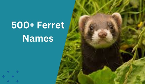 Ferret Names