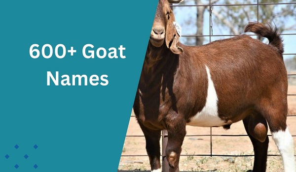 Goat Names