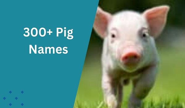 Pig Names