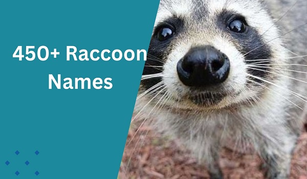 Raccoon Names