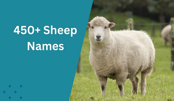 Sheep Names