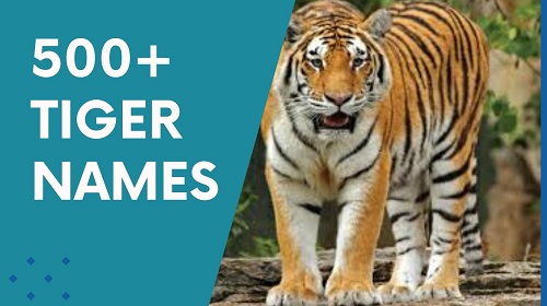 Tiger Names