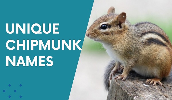 Unique Chipmunk Names