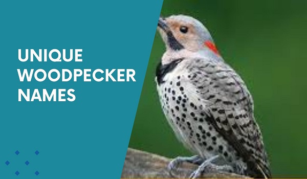 Unique Woodpecker Names