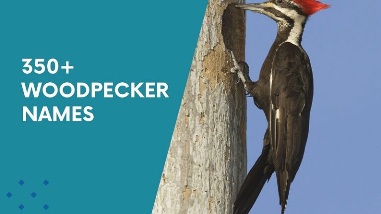 Woodpecker Names