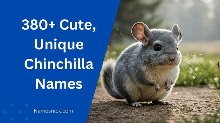 380+ Chinchilla Names