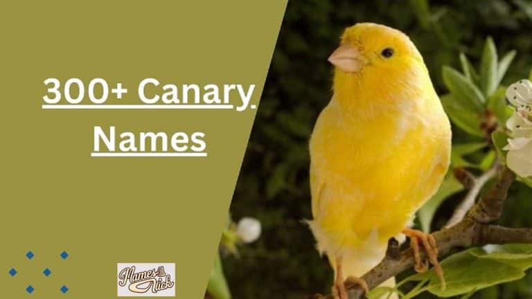 Canary Names
