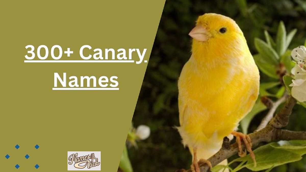 Canary Names