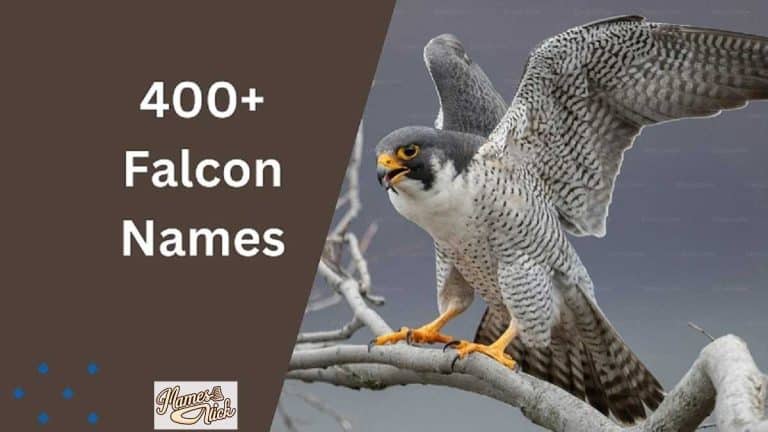 Falcon Names
