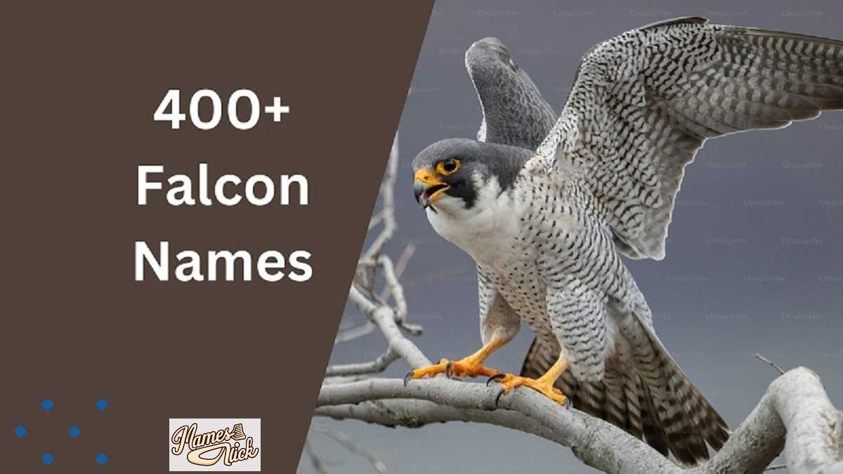 Falcon Names