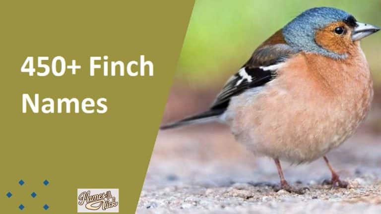 Finch Names
