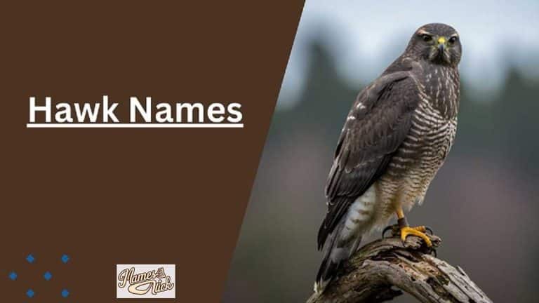 Hawk Names