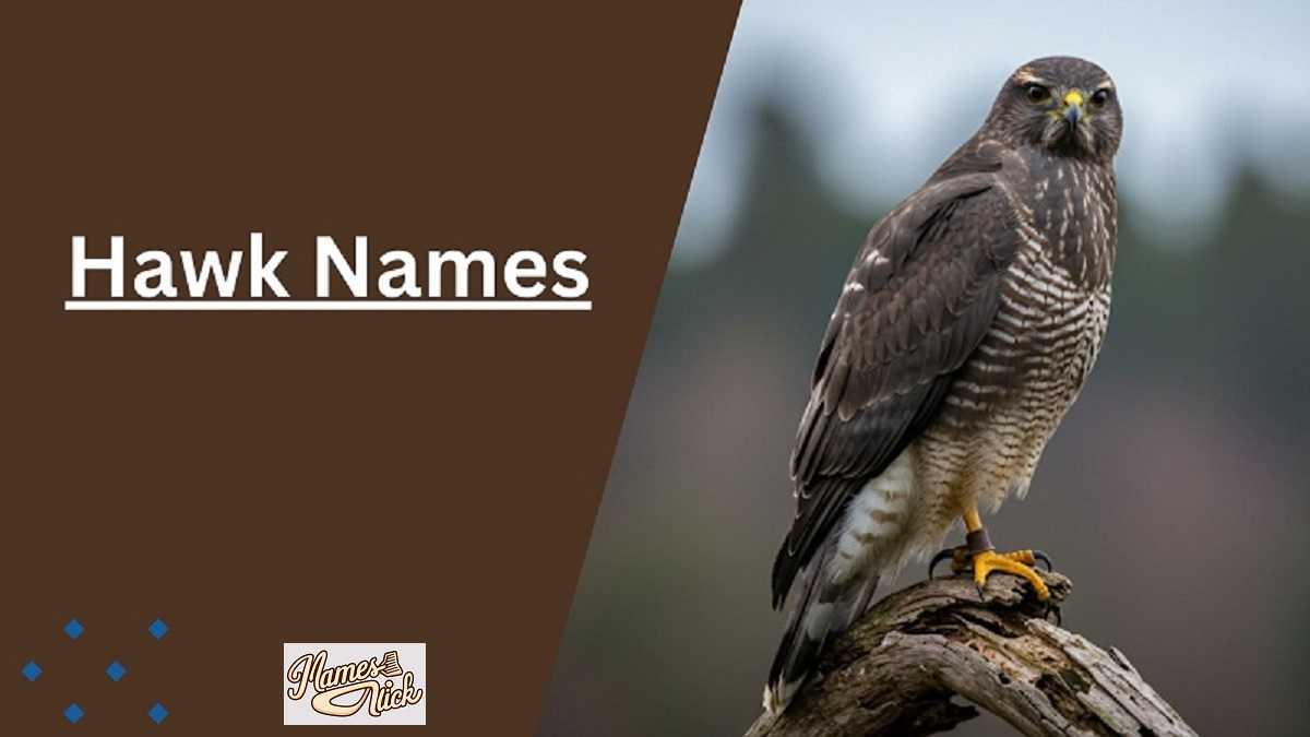 Hawk Names
