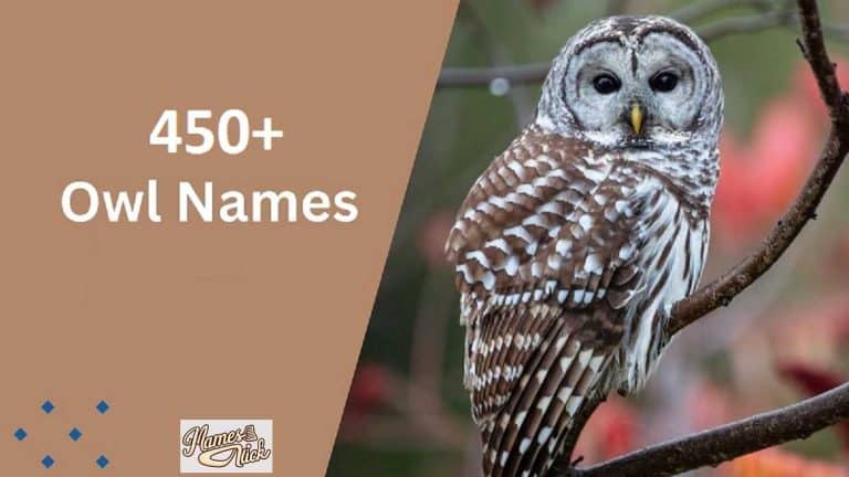 Owl Names