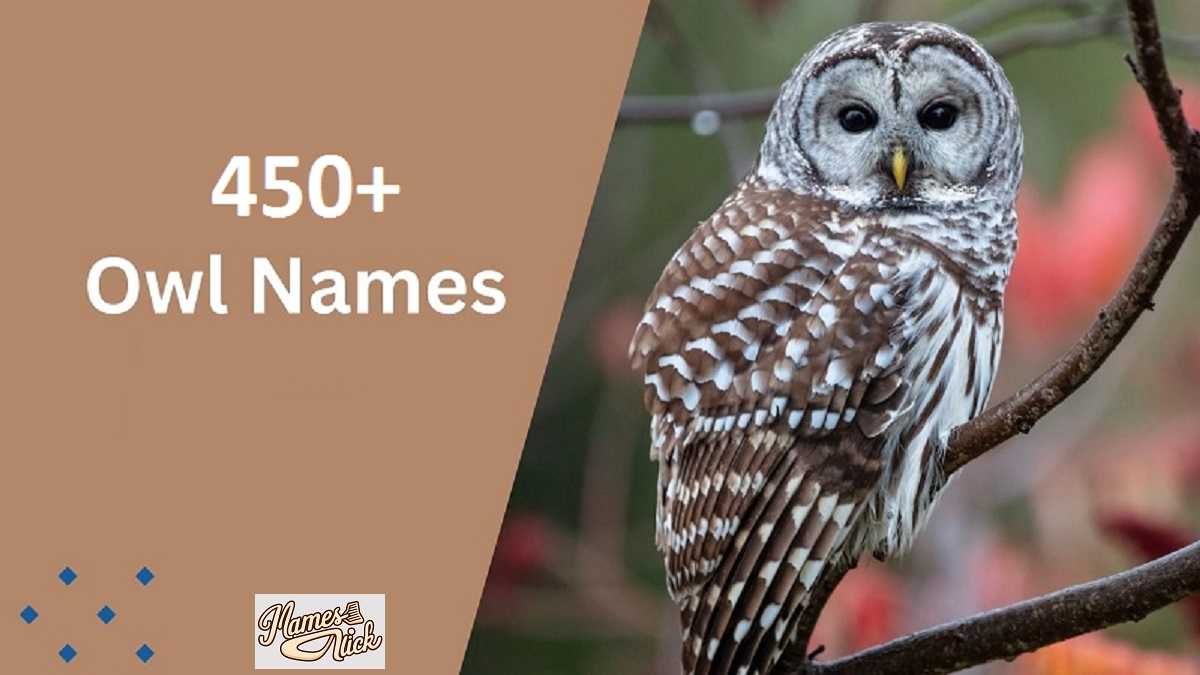 Owl Names