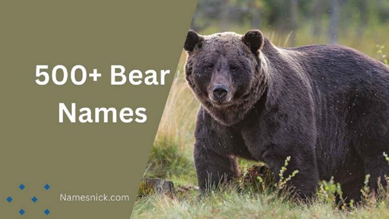 Bear Names