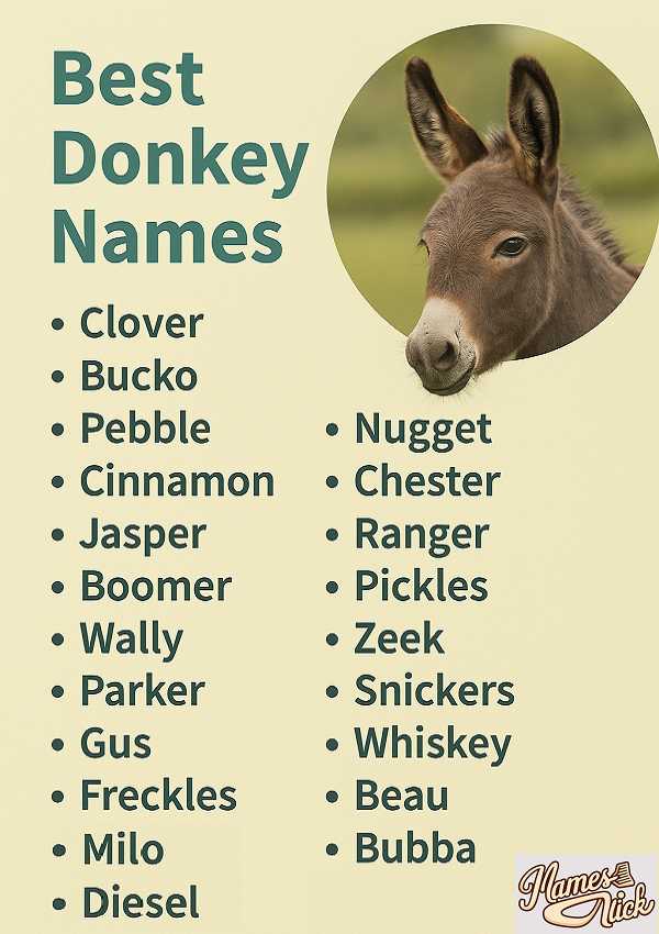 Best Donkey Names