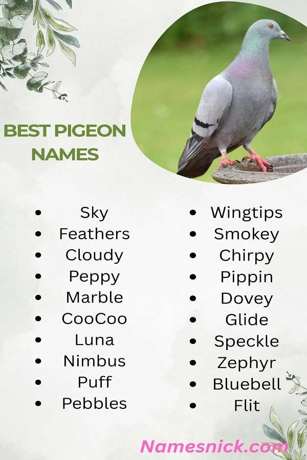 Best Pigeon Names
