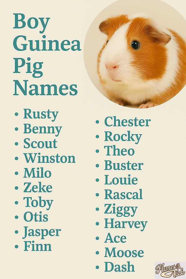 Boy Guinea Pig Names