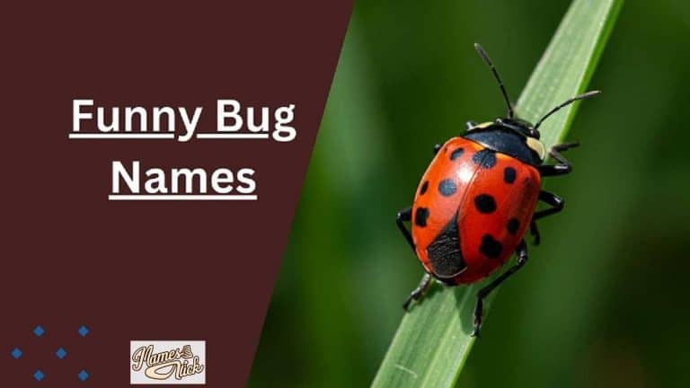 Bug Names