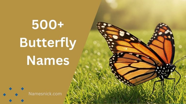 Butterfly Names