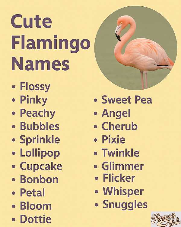 Cute Flamingo Names