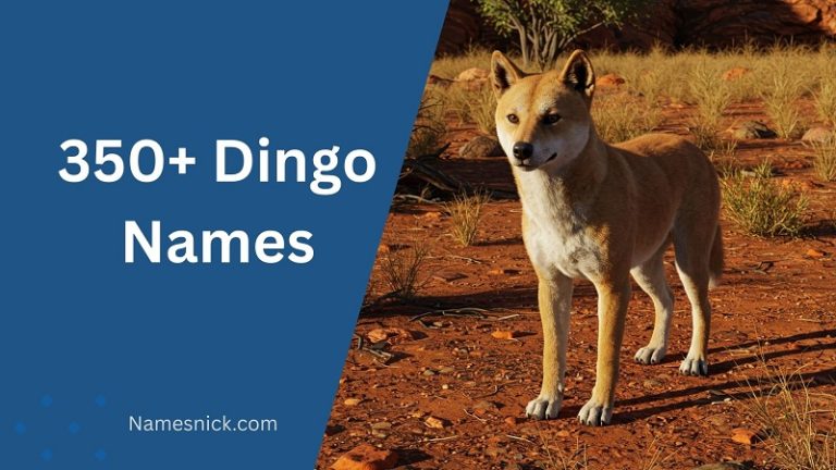 Dingo Names