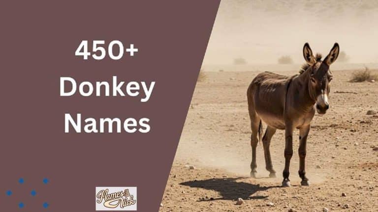 Donkey Names