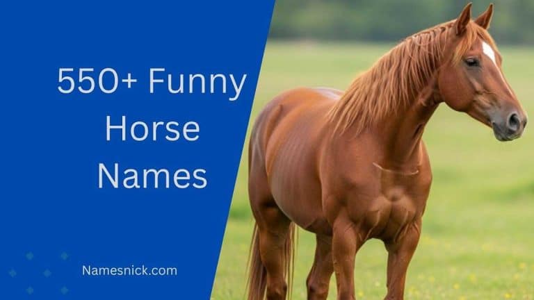 Funny Horse Names
