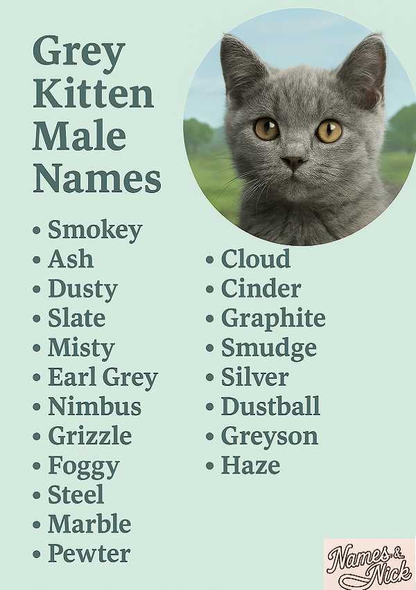 Grey Kitten Male Names