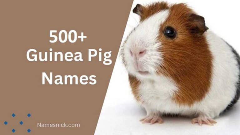 Guinea Pig Names