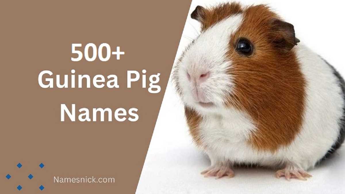 Guinea Pig Names