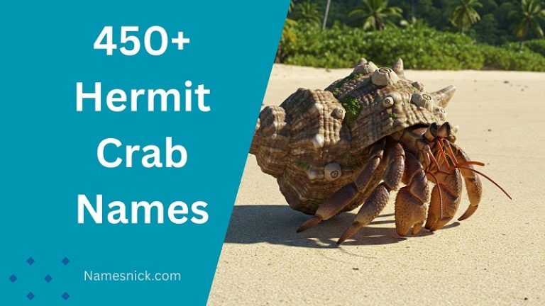 Hermit Crab Names