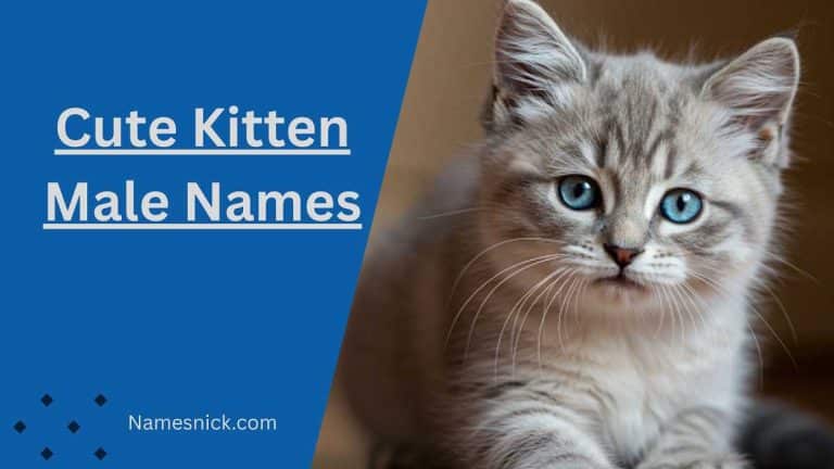 Kitten Male Names
