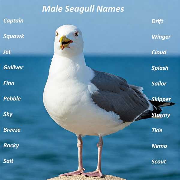 Male Seagull Names
