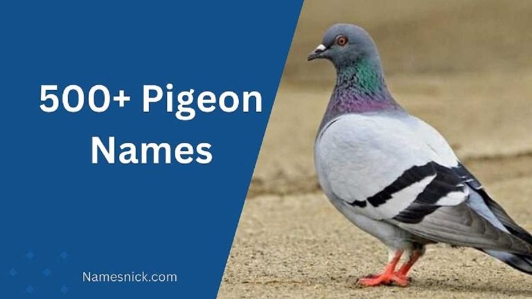 Pigeon Names